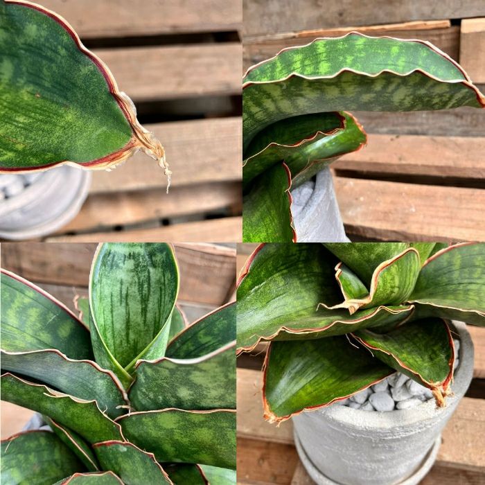 観葉植物現品販売