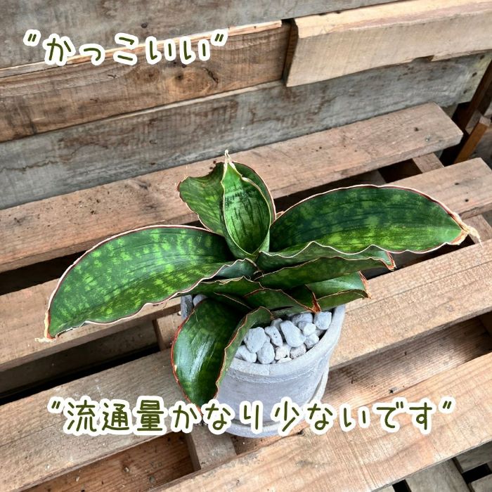 観葉植物現品販売