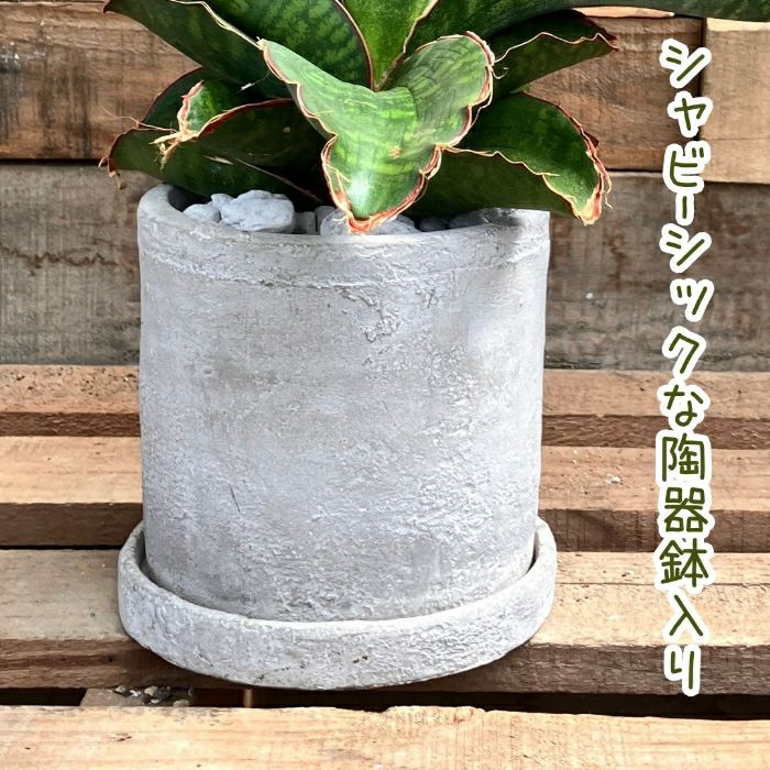 観葉植物現品販売