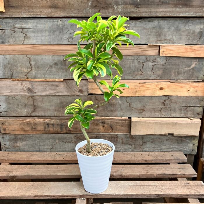 観葉植物現品販売