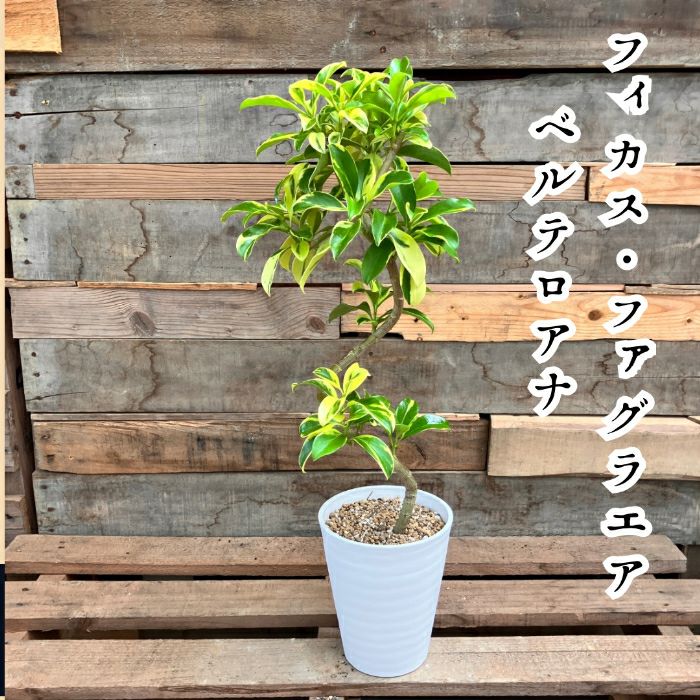 観葉植物現品販売