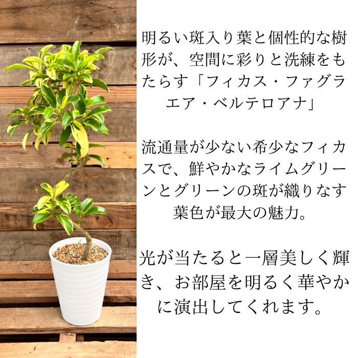 観葉植物現品販売