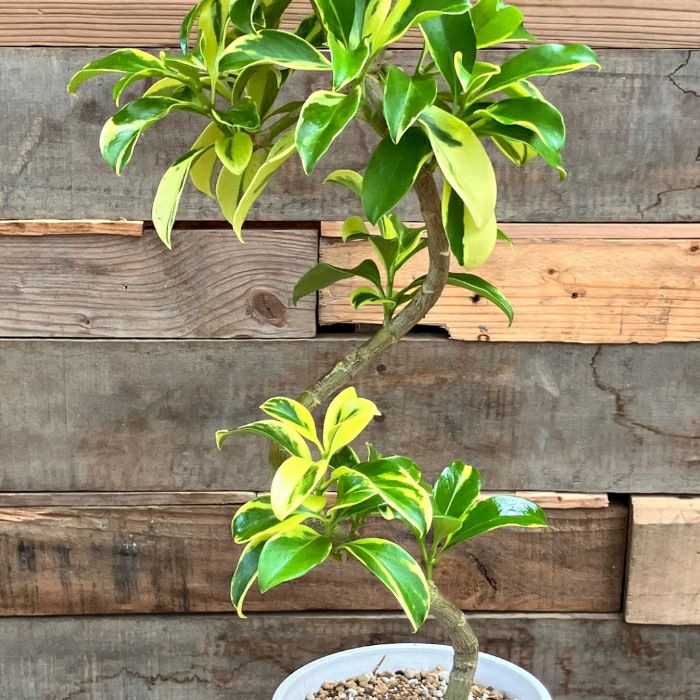 観葉植物現品販売