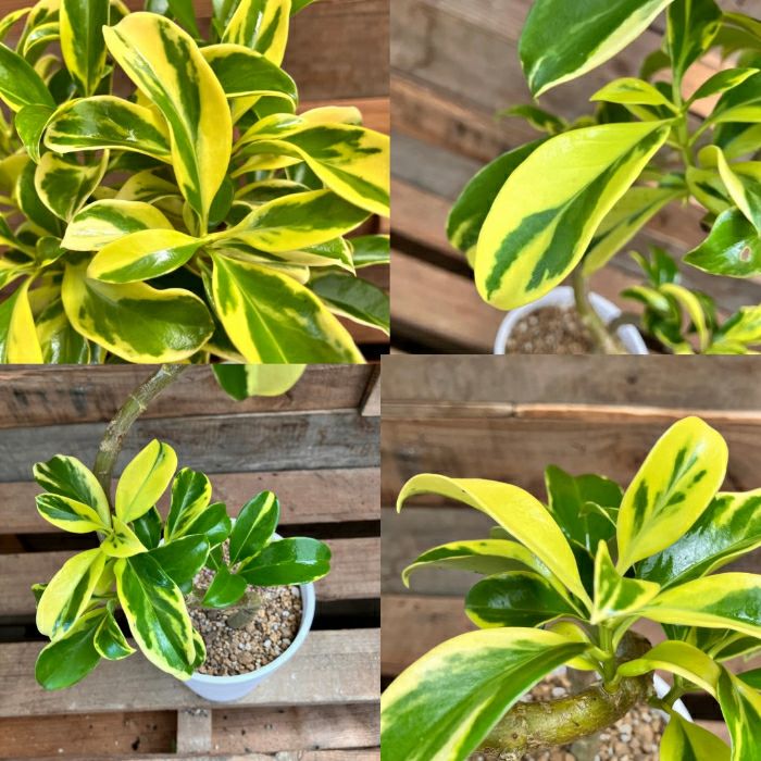 観葉植物現品販売