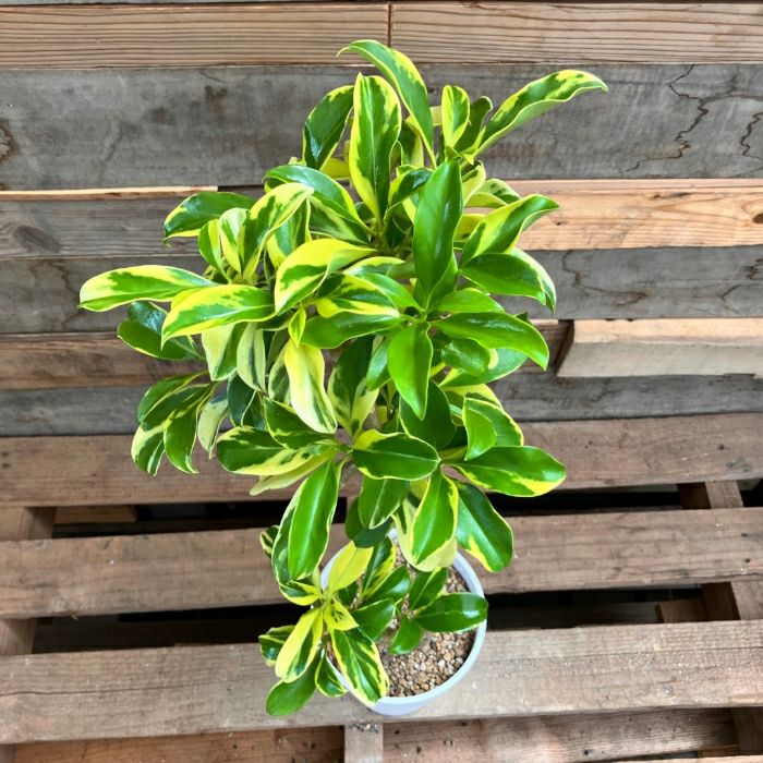 観葉植物現品販売