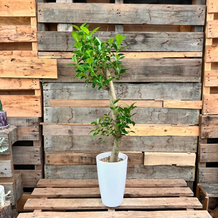 観葉植物現品販売