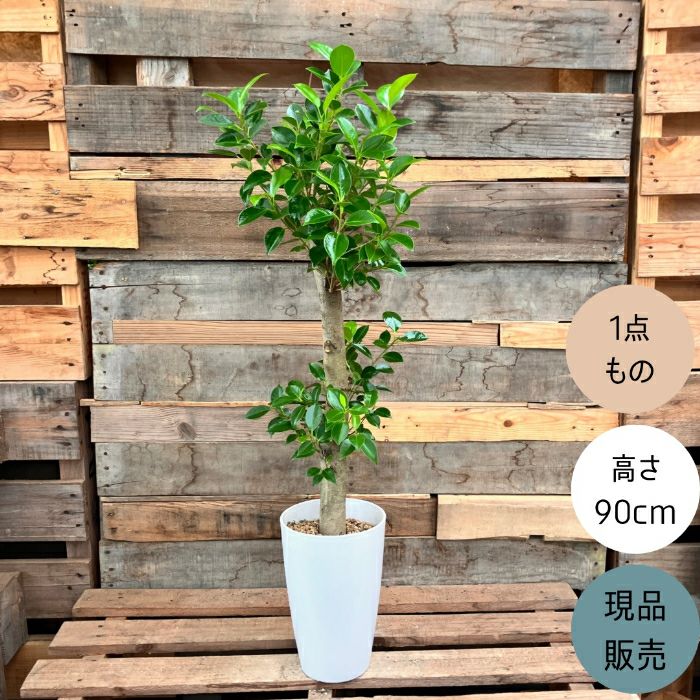 観葉植物現品販売