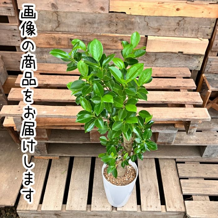 観葉植物現品販売