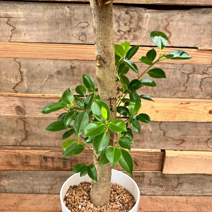 観葉植物現品販売