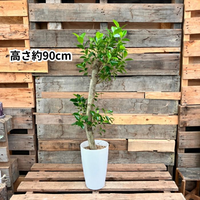 観葉植物現品販売