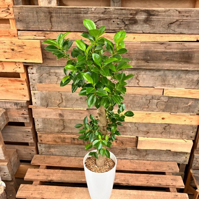 観葉植物現品販売