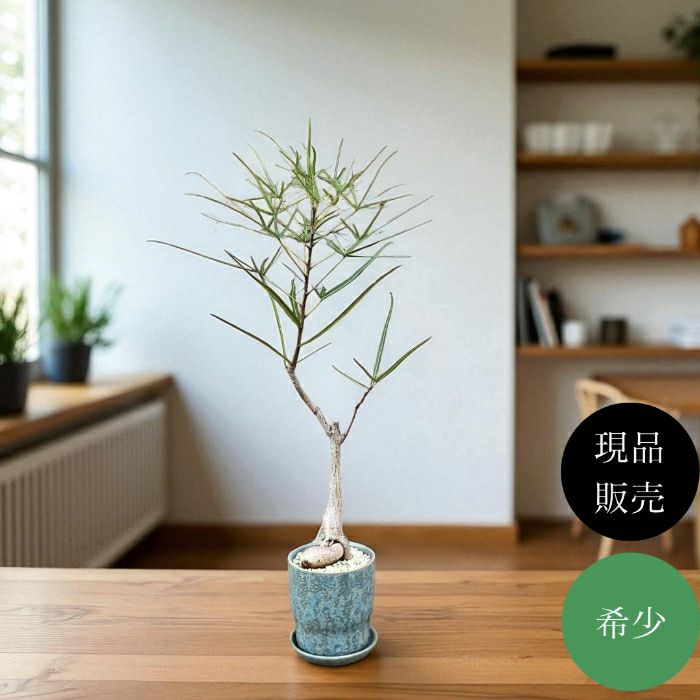 観葉植物現品販売