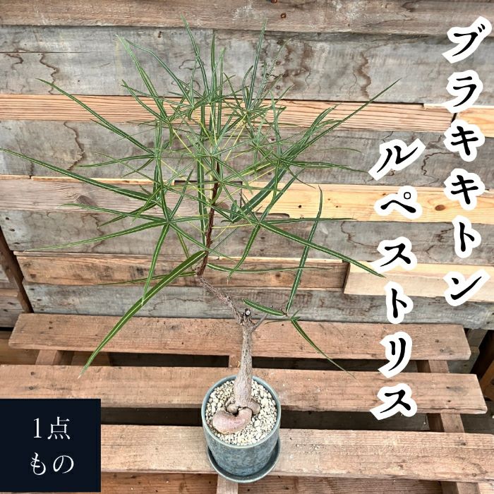 観葉植物現品販売