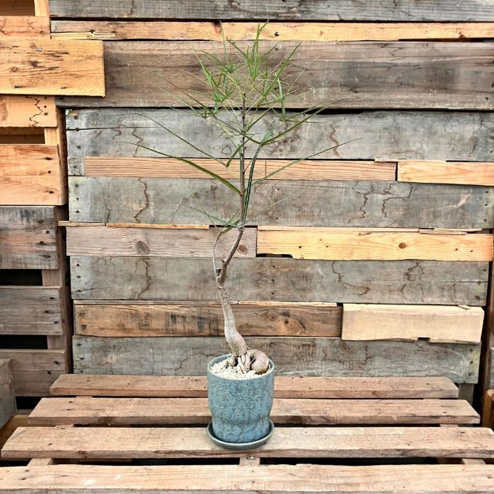 観葉植物現品販売