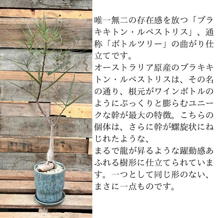 観葉植物現品販売
