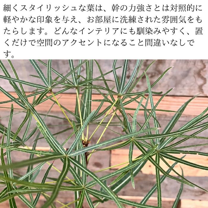 観葉植物現品販売