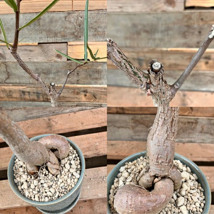 観葉植物現品販売