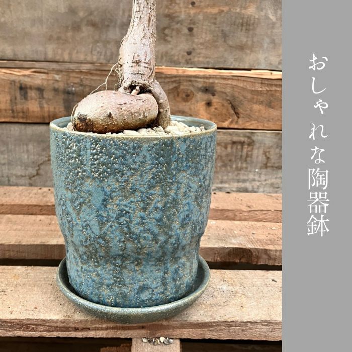 観葉植物現品販売