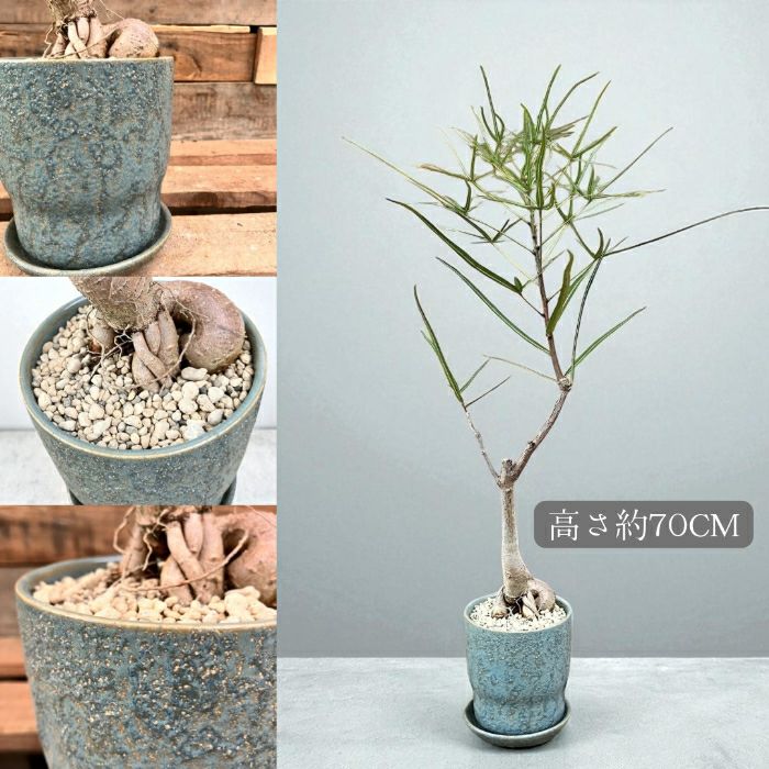 観葉植物現品販売