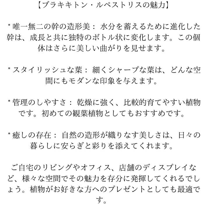 観葉植物現品販売