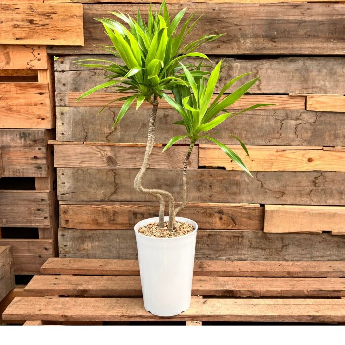 観葉植物現品販売