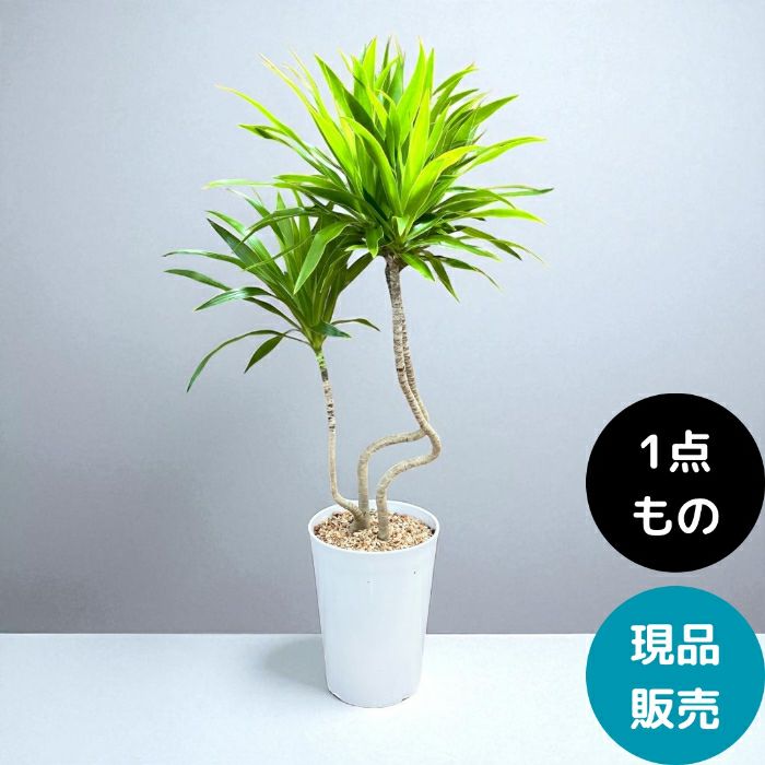 観葉植物現品販売