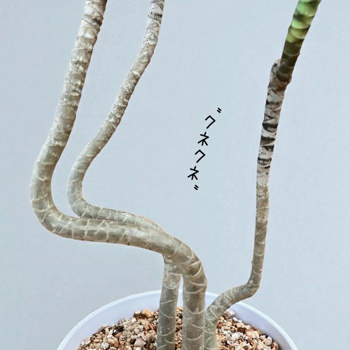 観葉植物現品販売