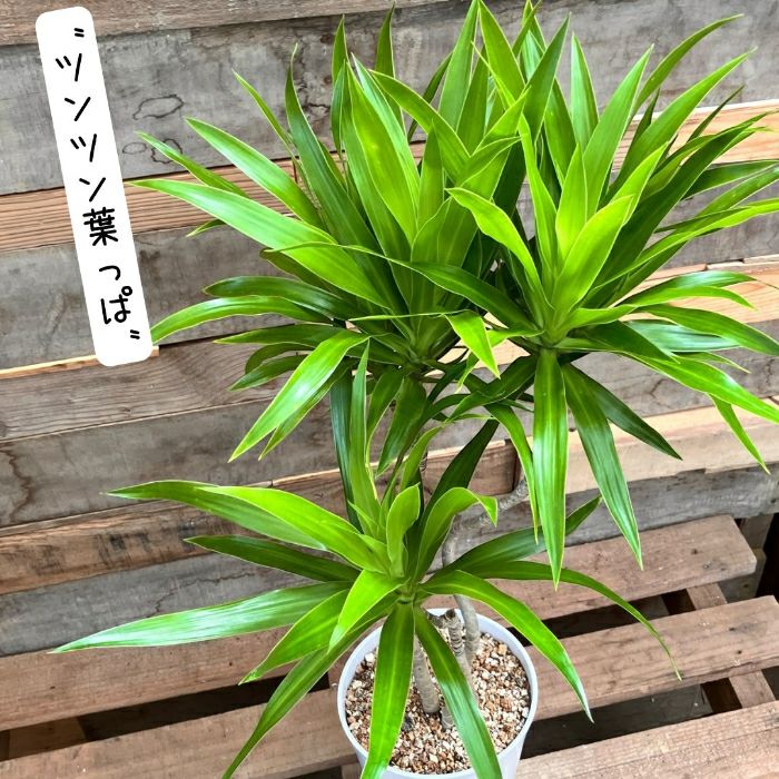 観葉植物現品販売