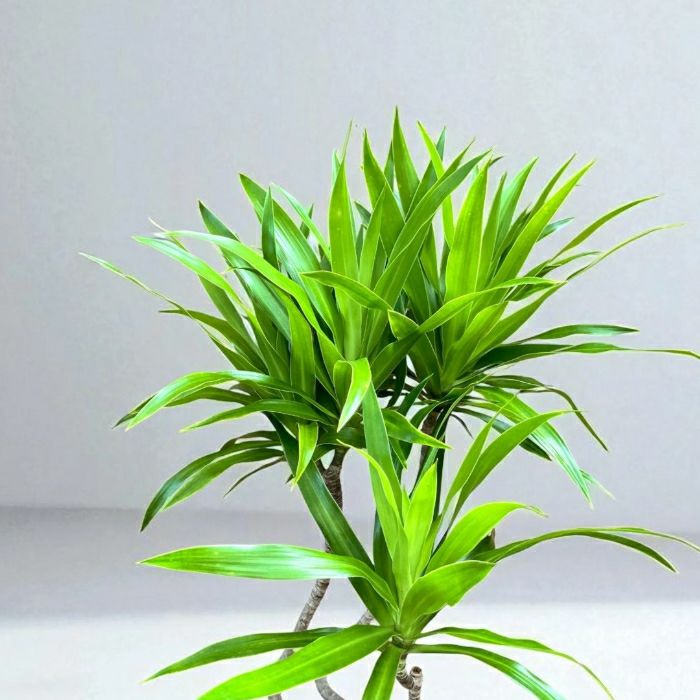 観葉植物現品販売