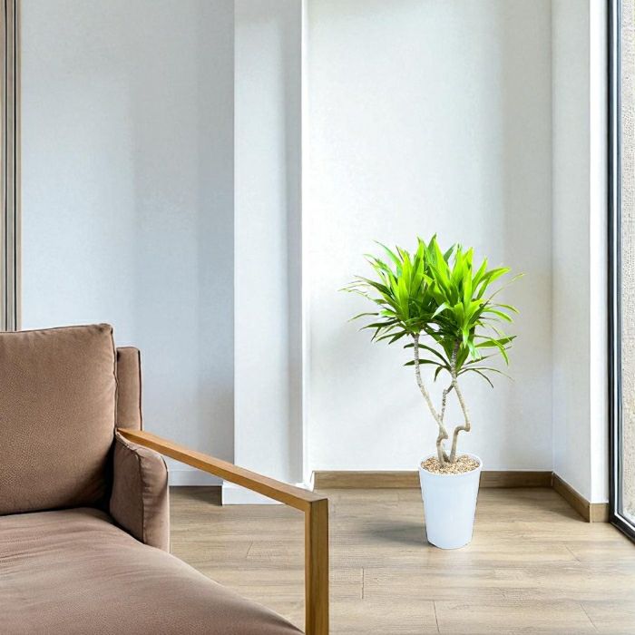 観葉植物現品販売