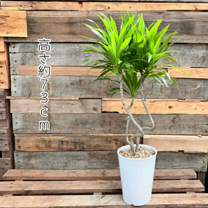 観葉植物現品販売