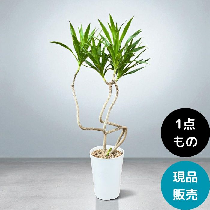 観葉植物現品販売