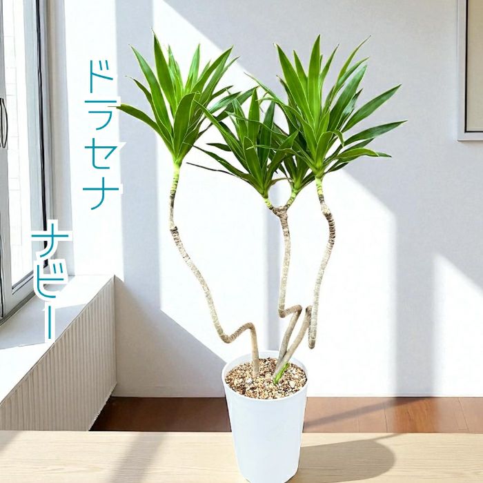 観葉植物現品販売