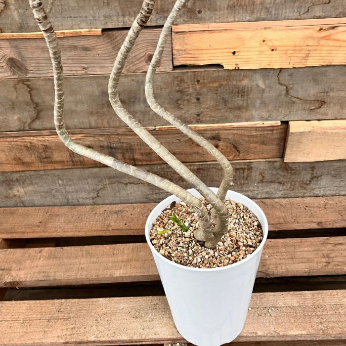 観葉植物現品販売