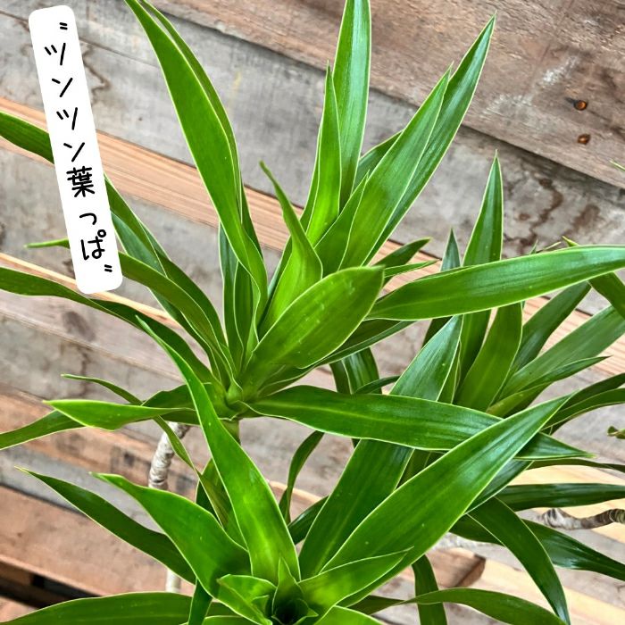 観葉植物現品販売