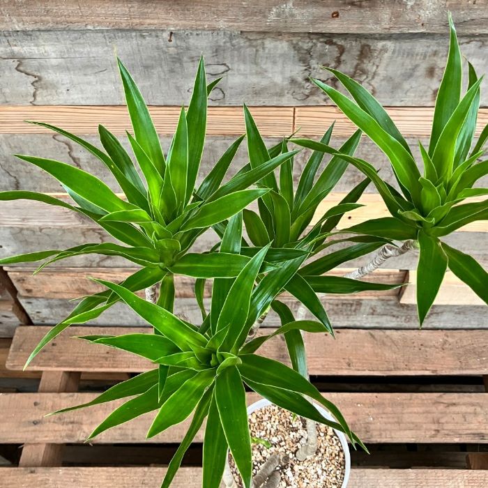 観葉植物現品販売