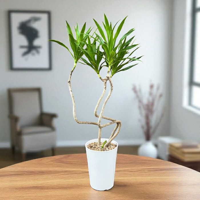 観葉植物現品販売