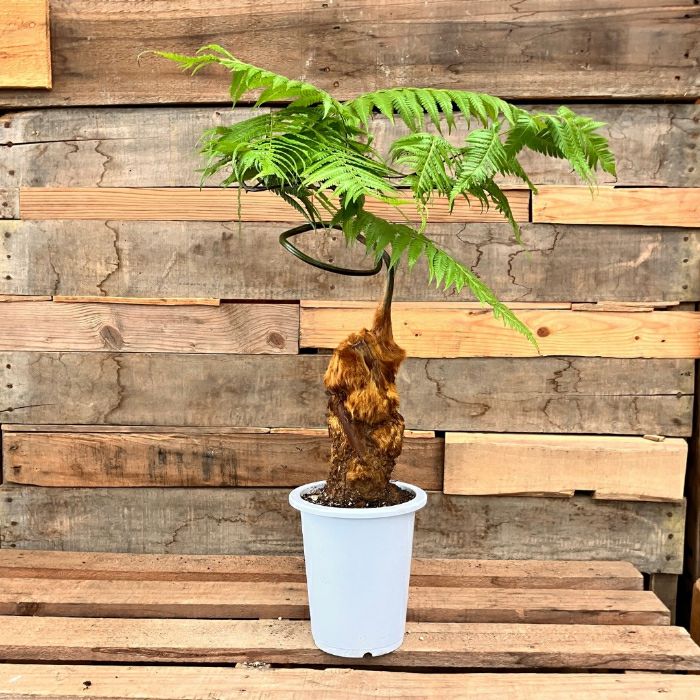 観葉植物現品販売