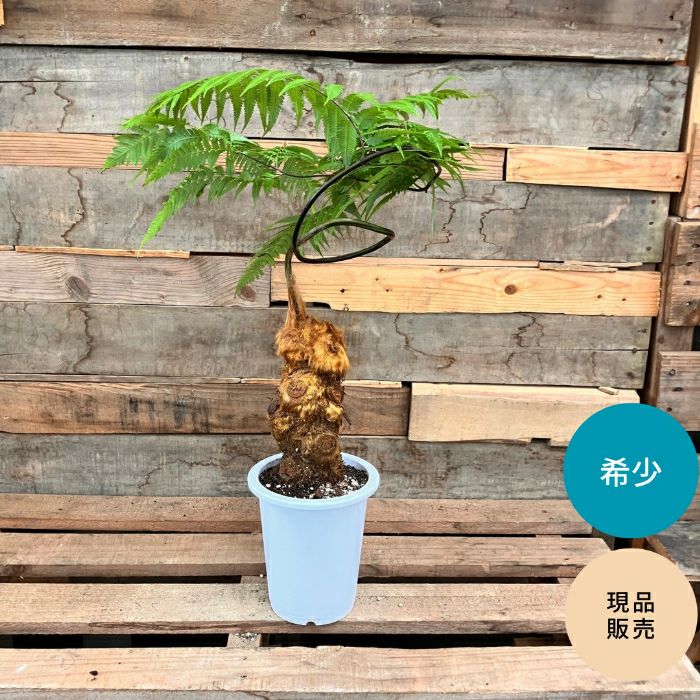 観葉植物現品販売