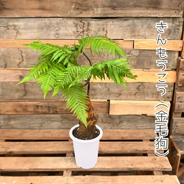 観葉植物現品販売