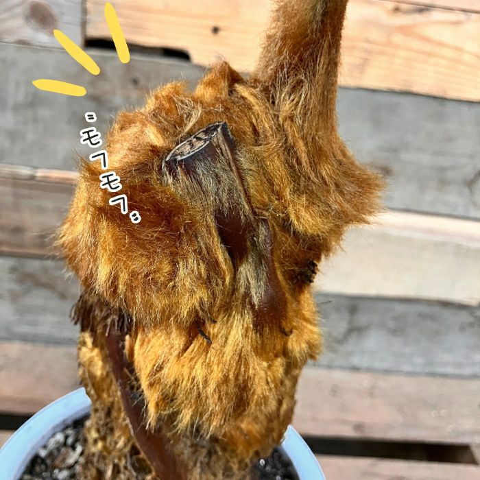 観葉植物現品販売