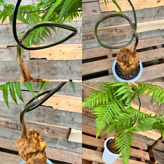 観葉植物現品販売