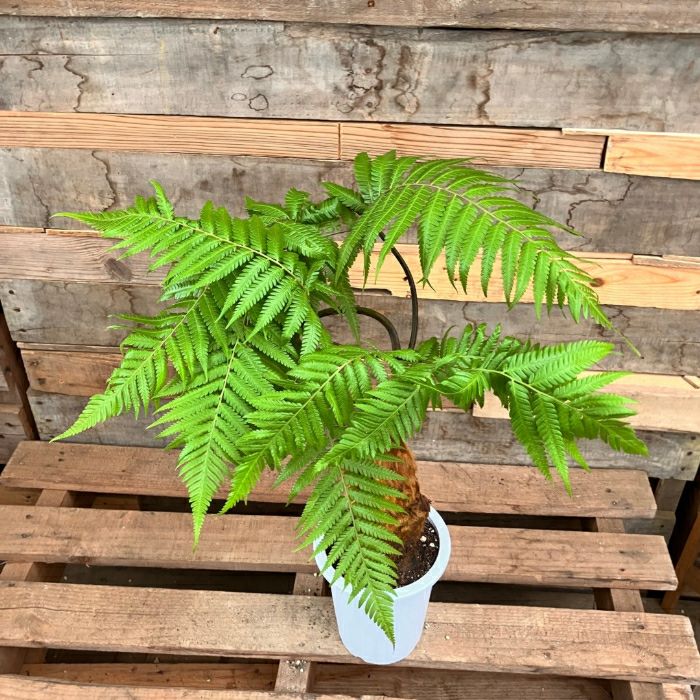 観葉植物現品販売