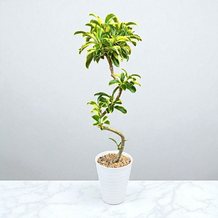 観葉植物現品販売