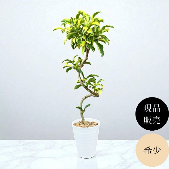 観葉植物現品販売