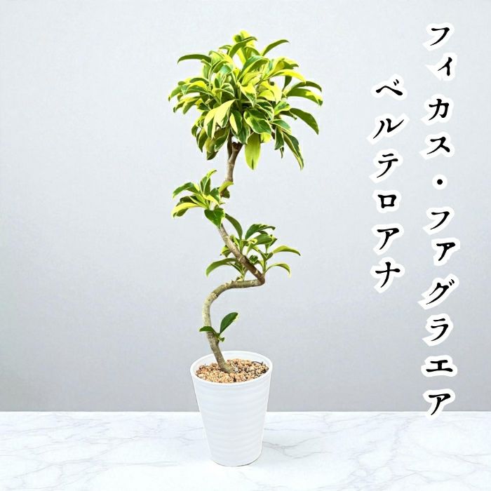 観葉植物現品販売