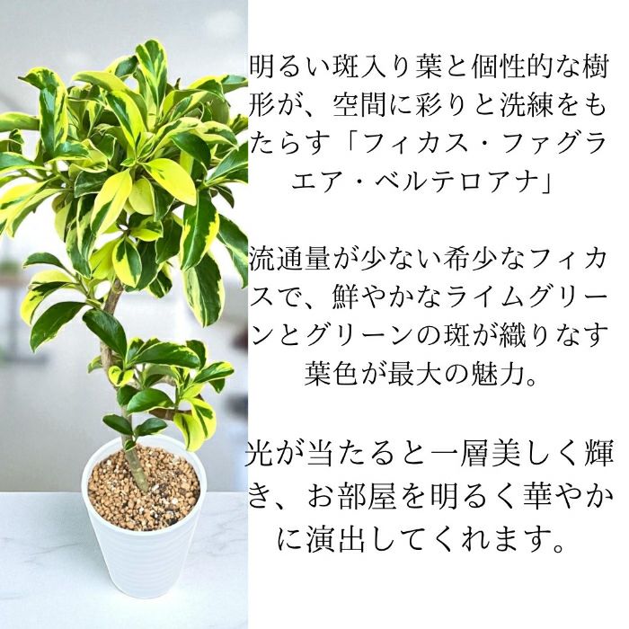 観葉植物現品販売