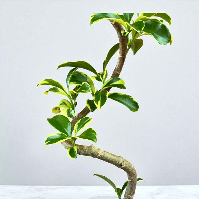 観葉植物現品販売