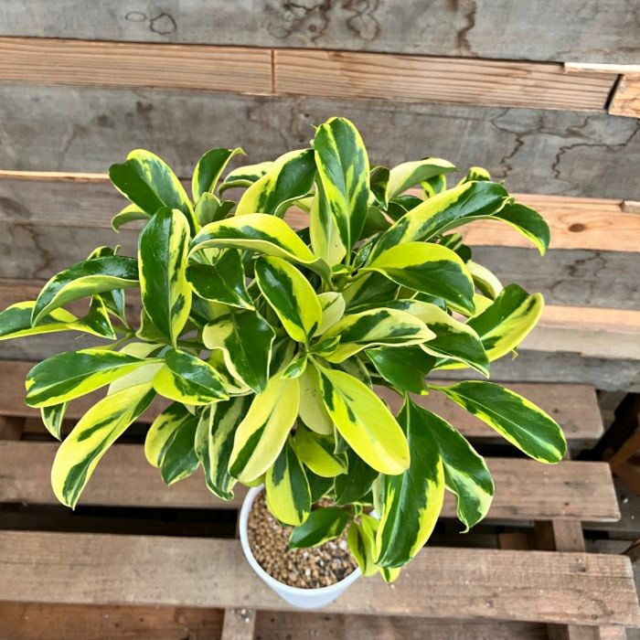 観葉植物現品販売