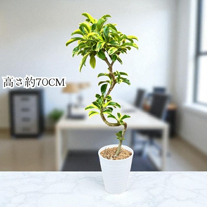 観葉植物現品販売